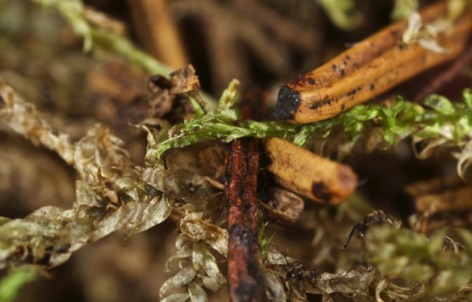 Muschio (macro)